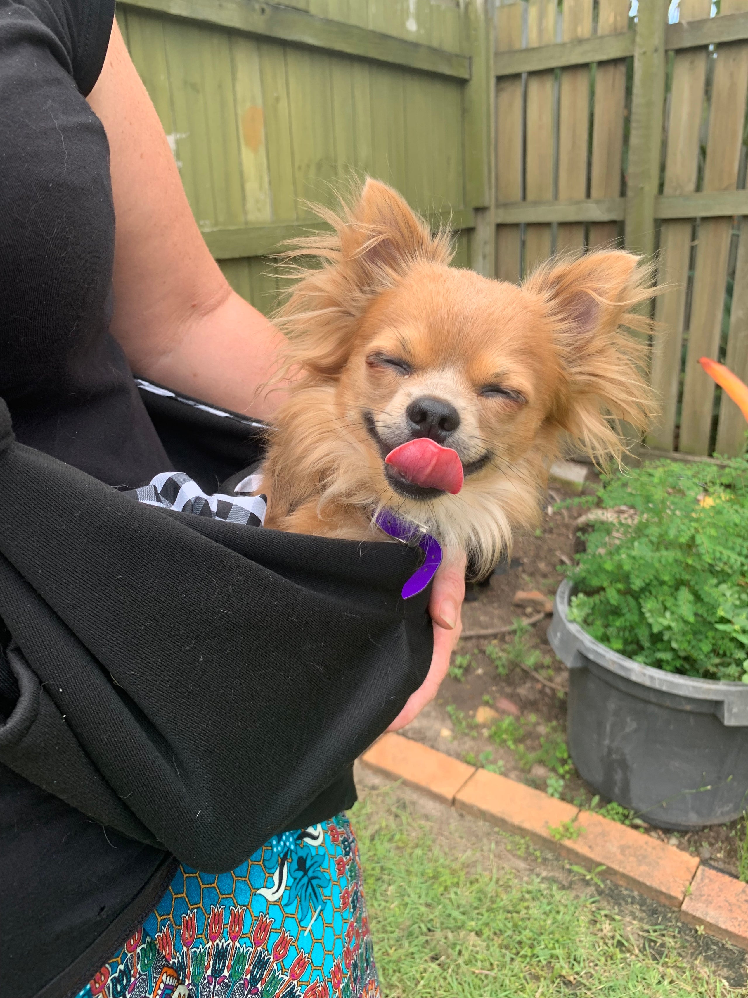 Puppy carry bag cheap